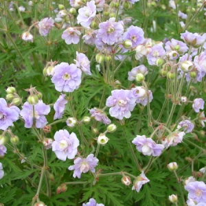 geranium