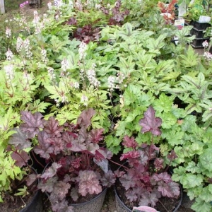 heuchera