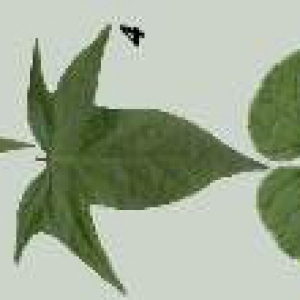 ipomoea leaves 210402bsas