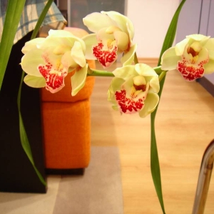 cymbidium new bloom