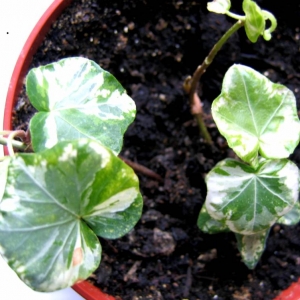 НЕИЗВЕСТНЫЙ1