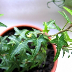 НЕИЗВЕСТНЫЙ2