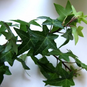 НЕИЗВЕСТНЫЙ3