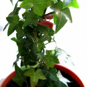 НЕИЗВЕСТНЫЙ4