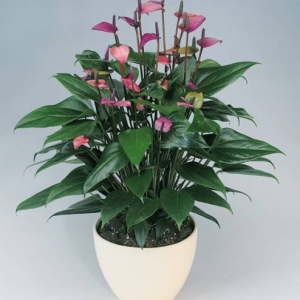 anthurium fiorino