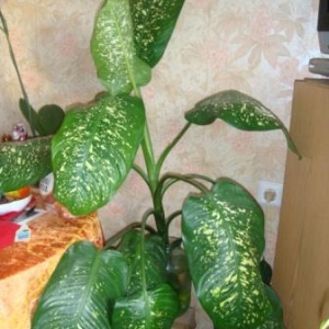 Диффенбахия 2