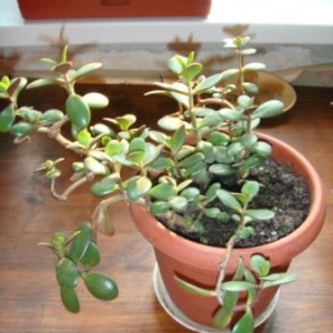 Денежное дерево