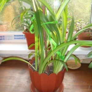 Лилия оранжевая