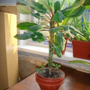 Малочай (могу и ошибаться))