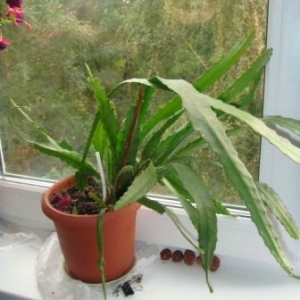 Названия не знаю