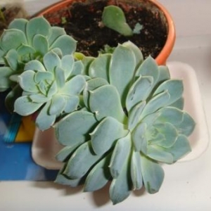 Тоже не знаю как называется