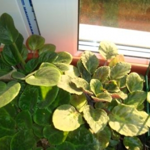 Фиалка (из 2 - синяя и фиолетовая)