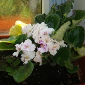 Фиалка белая