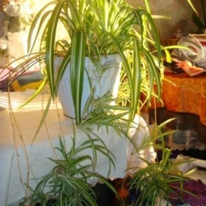 Хлорофитум