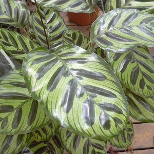 calathea macoyana023