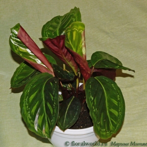 calathea roseopicta