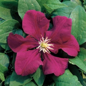 clematis%20rouge%20cardinal