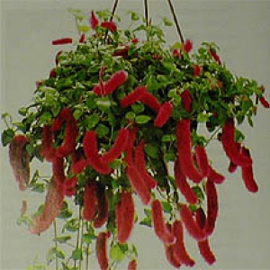 akalifa