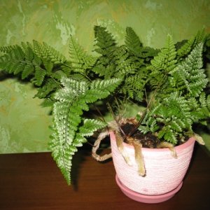 Цветы 053
