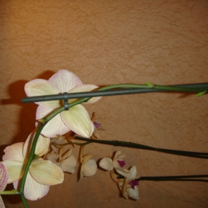 phalaenopsis