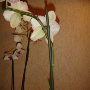 phalaenopsis