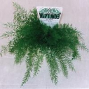 neptunus in pot klein