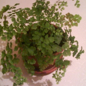 adiantum raddianum fragrans