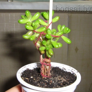 sedum-bonsai