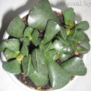 adromischus-cooperi