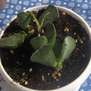 adromischus1