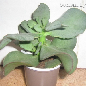 big-crassula-2