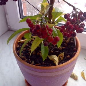 Ardisia Crenata - roots