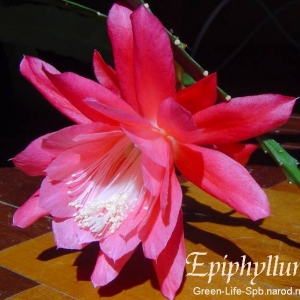 epiphyllum gal