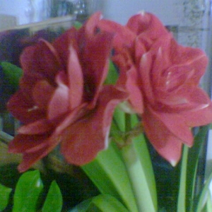 Фото Гиппеаструм