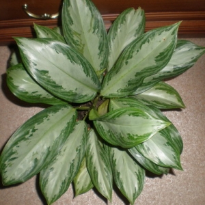 Агл