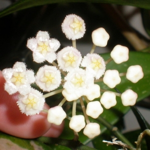 Лакуноза зацвела