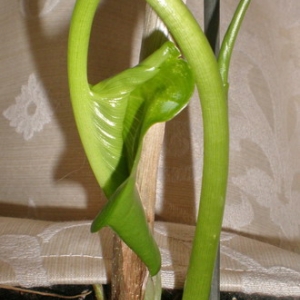 Калла