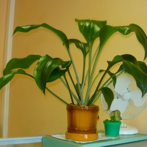 p1000893