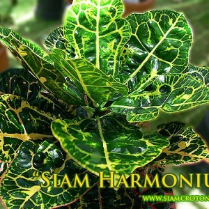 Croton Harmonius