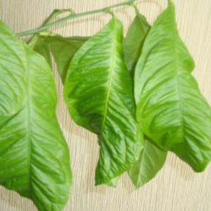 dsc05277