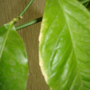 dsc05278