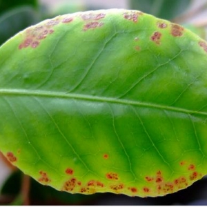 Безымянный