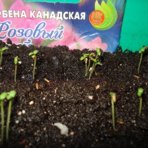 Вербена розовый иней