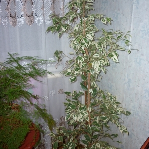 Копия p1010004