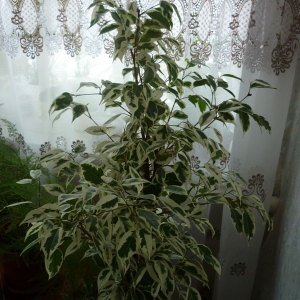 p1010023