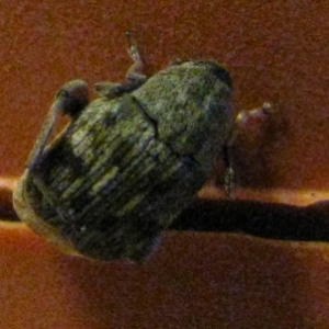 img 0375