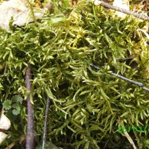 pict0964