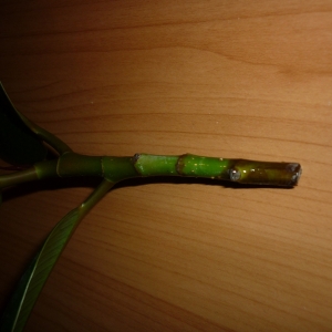 p1010045