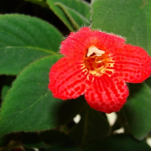 КОЛЕРИЯ (kohleria