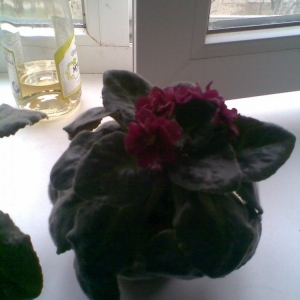 ЕК- Мания любви